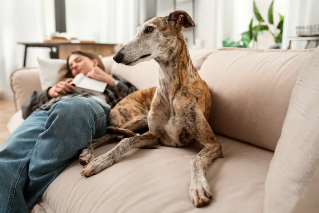 Higienização de Estofados para Quem Tem Pet em Casa 1 Pet em Casa